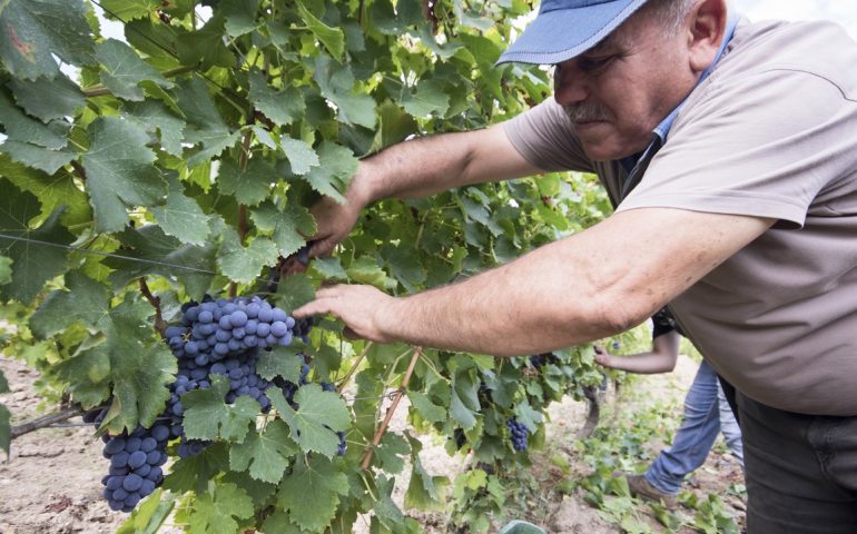 Alla Cantina Berritta di Dorgali pioggia di medaglie dalla guida “Gilbert &Gaillard”