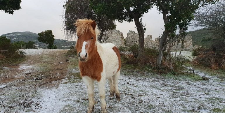 Le foto dei lettori. Teneri incontri ogliastrini nello scatto di Simone Sarritzu