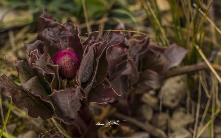 Arriva la primavera: sul Gennargentu, i primi boccioli di Peonia. Conoscete le sue caratteristiche?