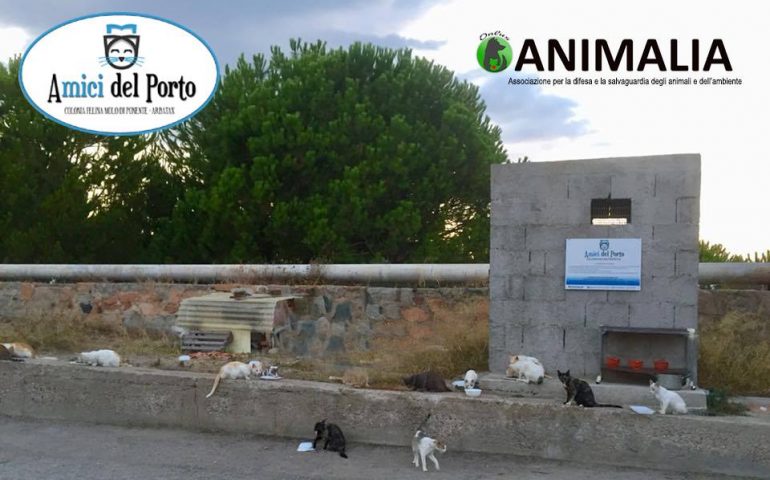Tortolì, senza permesso portano via i gattini della colonia “Amici del Porto di Arbatax”: la rabbia dell’associazione Animalia