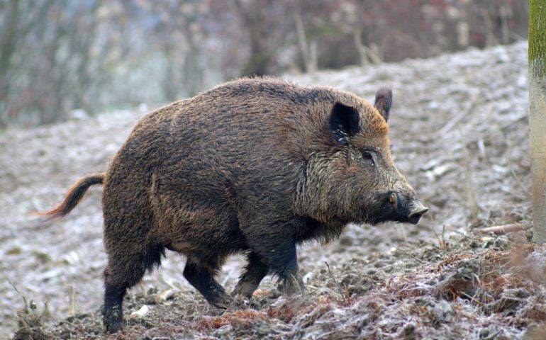 Caccia al cinghiale, poco tempo per presentare istanza: termine ultimo il 9 dicembre