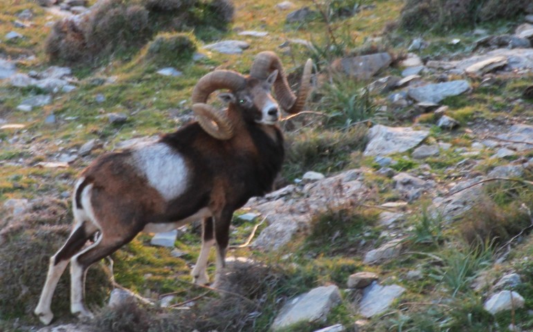 Fiori e animali della Sardegna: nei poster dell’Agenzia Forestas, la varietà della nostra Isola