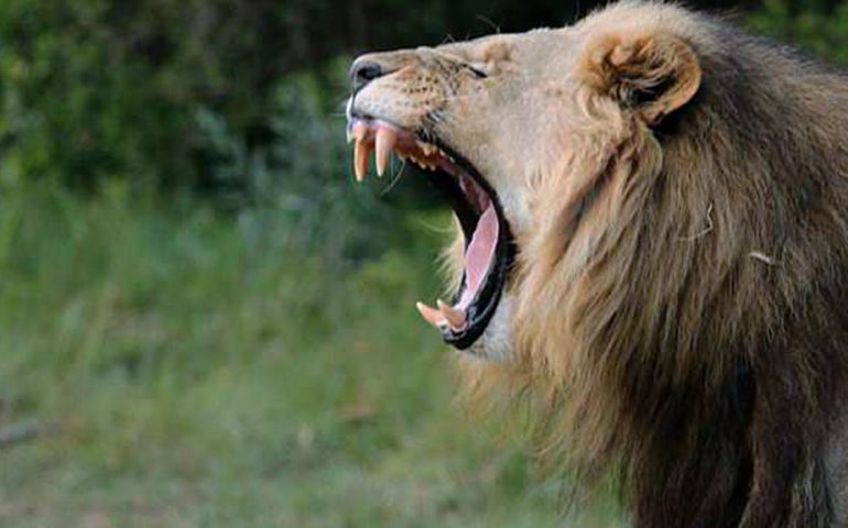 Impegnato in una caccia illegale al rinoceronte, viene travolto da un elefante e mangiato dai leoni