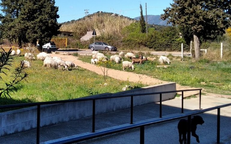 Tortolì, ancora cani e pecore nel cortile dell’IPSAR. Il dirigente: “Non è tollerabile in un paese civile”