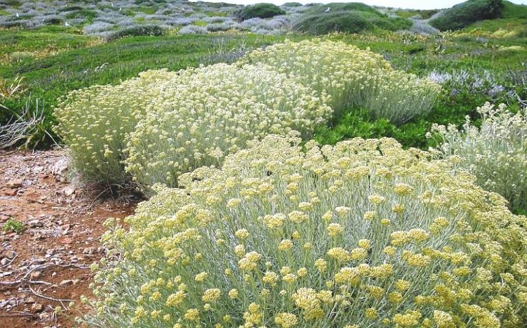 La Sardegna ha 2700 specie vegetali autoctone e nessuna legge regionale che le tuteli: urge una normativa sulla biodiversità
