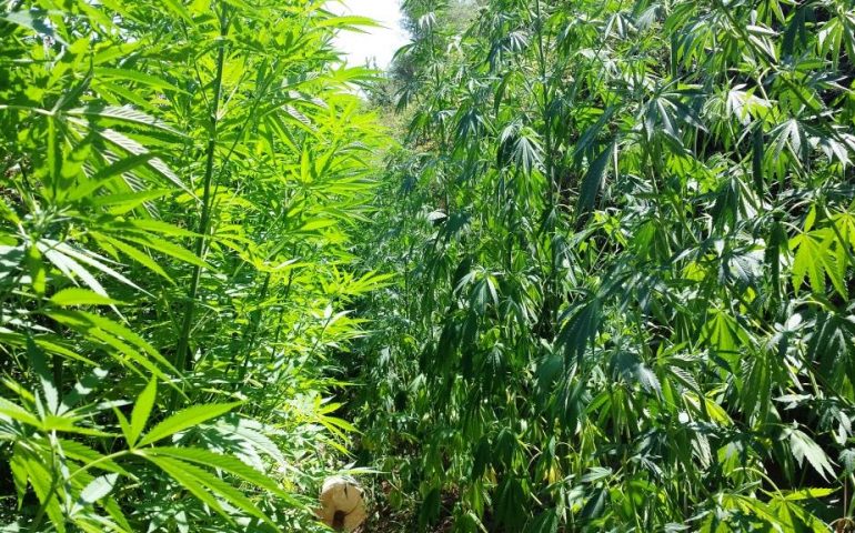 Marijuana “a chilometro zero” coltivata nella cameretta in mansarda: arrestato 21enne algherese