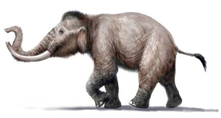 Lo sapevate? 15mila anni fa in Sardegna viveva l’elefante nano