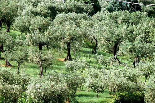 La leggenda degli alberi di ulivo e delle palme