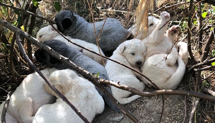 Tortolì, cuccioli abbandonati e cane immobilizzato dal laccio dei bracconieri: guardie Anpana al lavoro