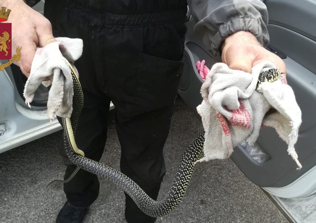 Alla guida con un serpente come “compagnia”: 72enne scende dall’auto e urla. Soccorsa dalla Polizia