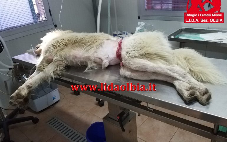 Finalmente salvo Michele, il cane ferito dai bracconieri. Era letteralmente segato in due da un fil di ferro