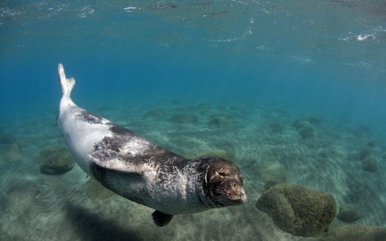 Lo sapevate? La foca monaca sta ripopolando alcune coste del Mediterraneo