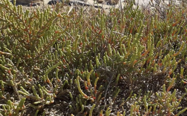 Lo sapevate? Con la salicornia o asparago di mare si possono preparare ottimi piatti