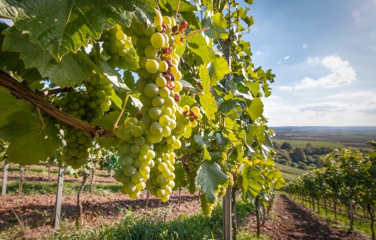 Vigneti: prorogata la presentazione delle domande per ristrutturazione e riconversione