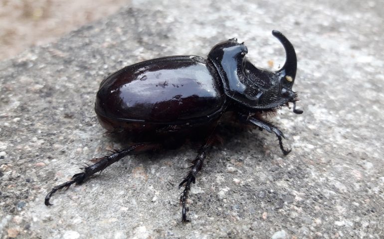 Le foto dei lettori. Scarabeo rinoceronte nei boschi d’Ogliastra