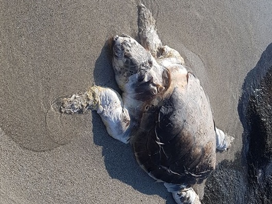 Triste scoperta stamane per i bagnanti di Orrì: tartaruga trovata morta sul bagnasciuga