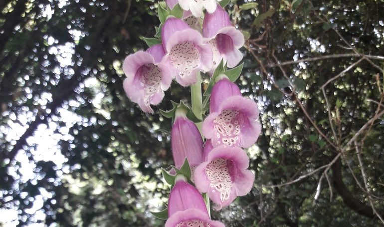 Le foto dei lettori. Esplosione di primavera in Ogliastra: la “Digitalis purpurea” nello scatto di Antonella