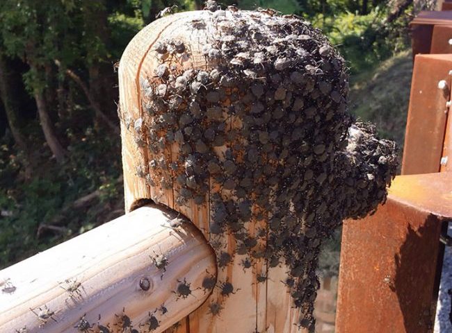 Dopo l’invasione delle cavallette in Sardegna, ecco le cimici asiatiche. Coldiretti lancia l’allarme