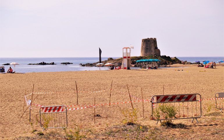 Uova di fratino messe in sicurezza alla Torre di Bari Sardo: spiaggia transennata