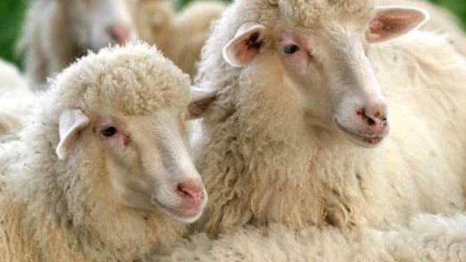 Vaccini per gli animali, laboratorio dell’IZS bloccato. Confagricoltura: «Gravi danni al patrimonio zootecnico»