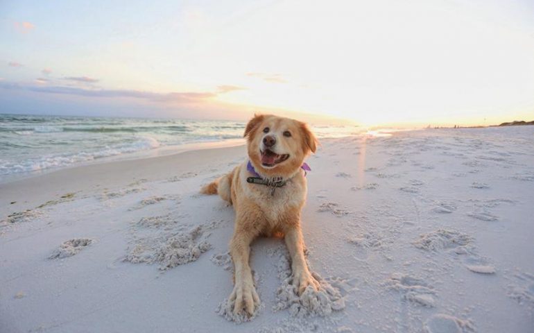 Tortolì, riapre la Dog Beach: tutti al mare con i propri amici a quattro zampe nella spiaggia Zaccurru