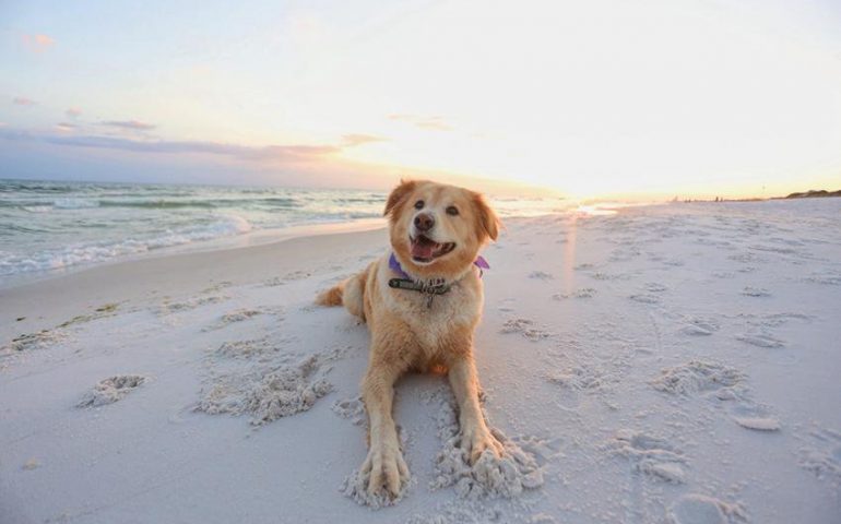 Tortolì, riapre la Dog Beach: tutti al mare con i propri amici a quattro zampe nella spiaggia Zaccurru