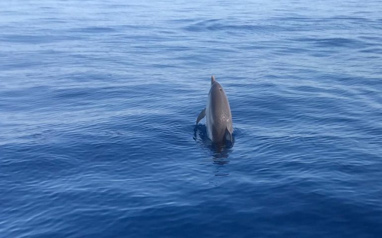 Cala Luna, stenelle giocano vicino a un gommone: la bellissima photogallery