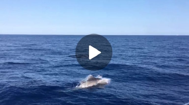 (VIDEO) L’emozionante danza dei delfini al tramonto: le acrobazie nelle acque ogliastrine