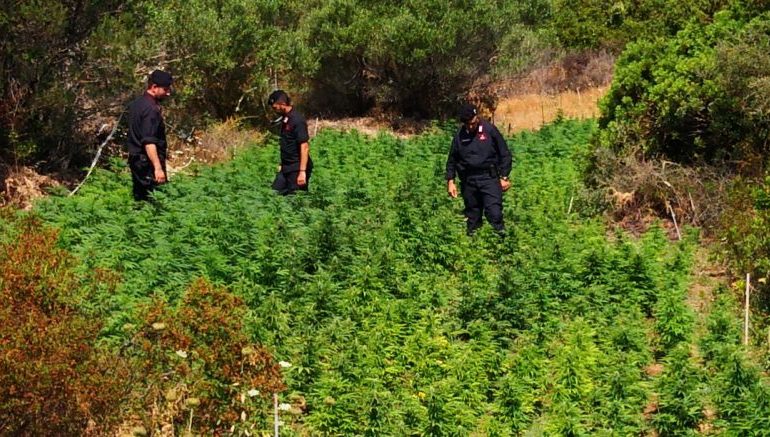 Golfo Aranci, scoperta maxi piantagione di marijuana a pochi passi dalla spiaggia