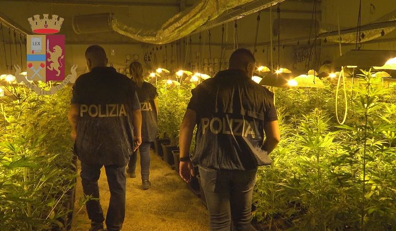 Serra con 250 piante di marijuana occultate da balle di fieno: un allevatore 60enne nei guai