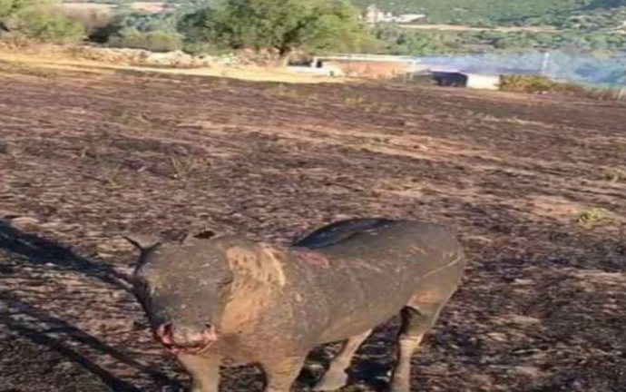 Incendi e distruzione. Solidarietà dai dipendenti Forestas al territorio di Siniscola dopo il rogo