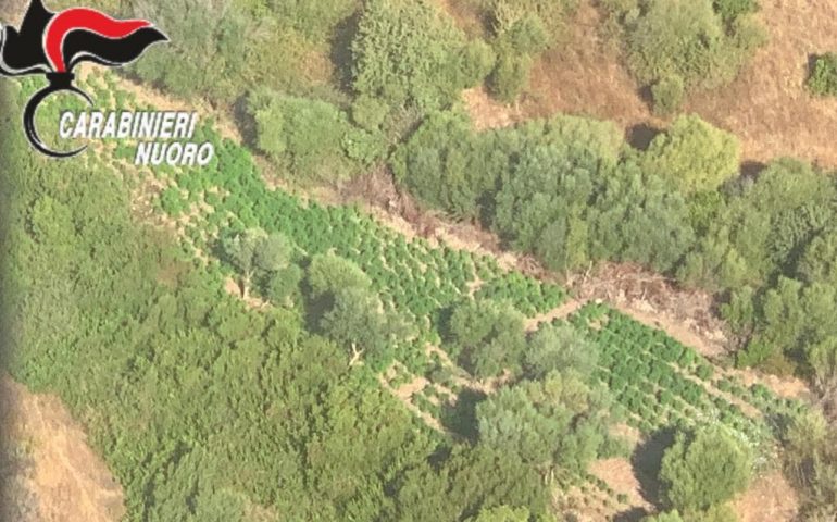 Budoni, scoperta piantagione di marijuana di tre ettari. I carabinieri alla ricerca dei responsabili