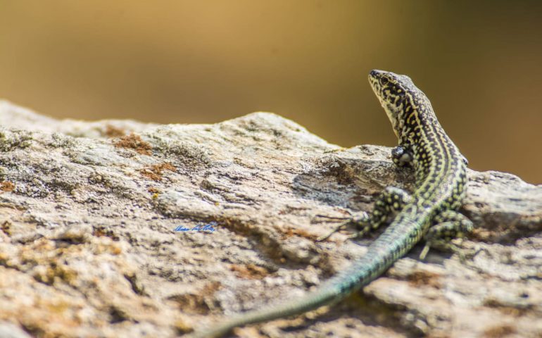 Le foto dei lettori. In Ogliastra nessun coccodrillo, solo piccoli( e simpatici) rettili