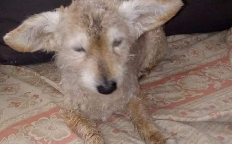 Tortolì, ritrovato il cane anziano e malato