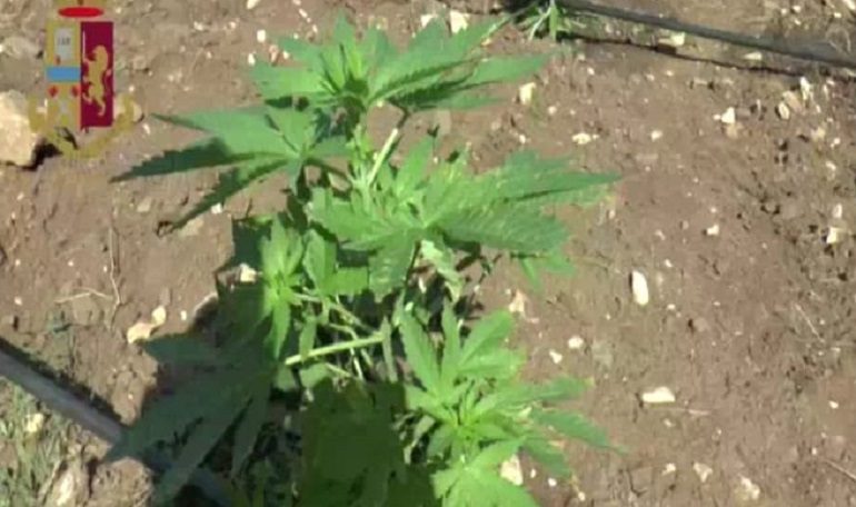 (VIDEO) Scoperta piantagione con più di 450 piante di marijuana, in manette due persone
