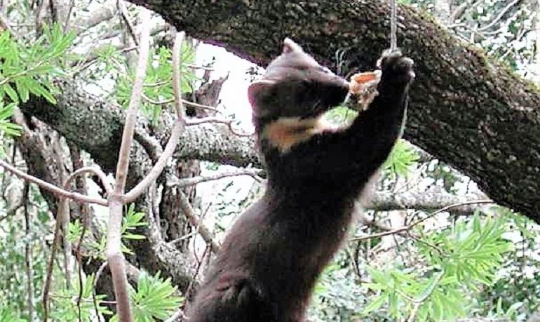 Tutto ciò che c’è da sapere sulla martora sarda. Animale agile e rapido, predatore eccellente