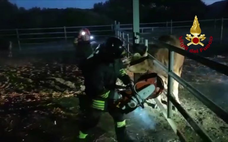 Brutta avventura per un toro ad Arzachena incastrato nel recinto, salvato dai Vigili del Fuoco