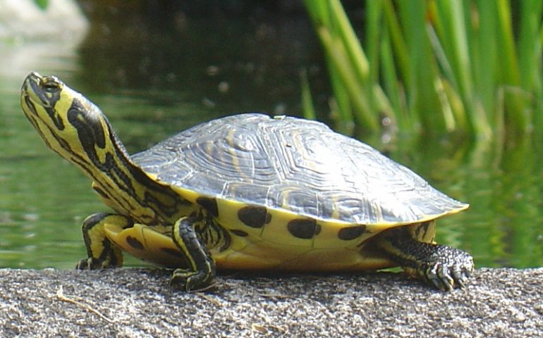 Prorogato al 31 agosto 2019 il termine per la denuncia delle specie invasive