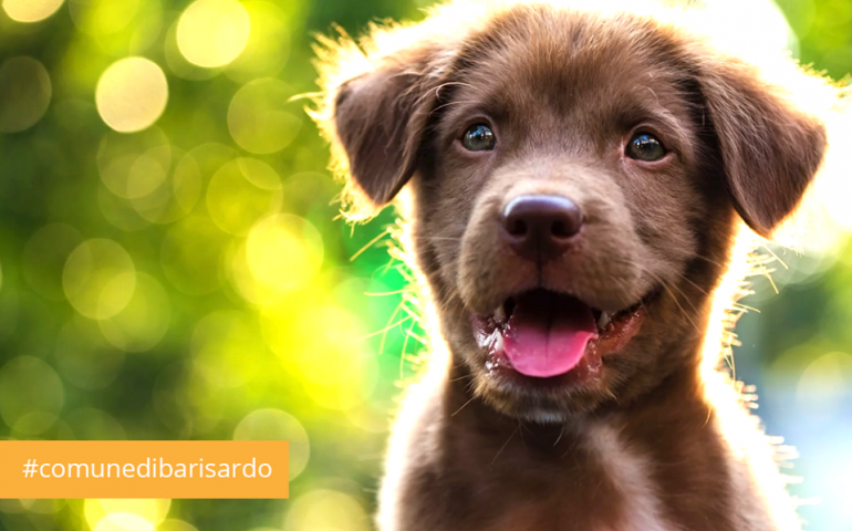 Bari Sardo, il comune offre un contributo per la sterilizzazione dei cani