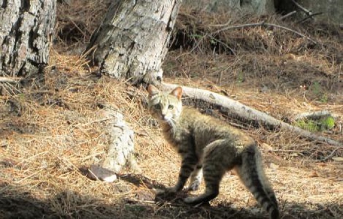 Tutto quello che c’è da sapere sul gatto selvatico, la parola all’Agenzia Forestas