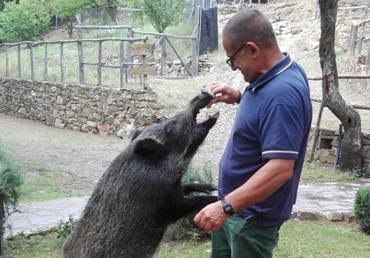 (FOTO) La storia del cinghiale Ciccio, salvato da cucciolo e oggi mascotte di Montarbu