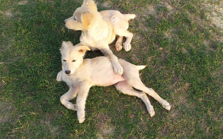 Frida e Diego: trovati in campagna in condizioni terribili, terrorizzati, con la rogna e scheletrici. Cercano una famiglia