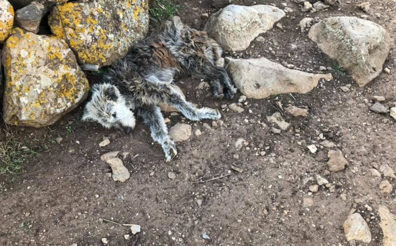 Cani malati, legati agli alberi e denutriti. La scoperta agghiacciante di una turista a Gesturi