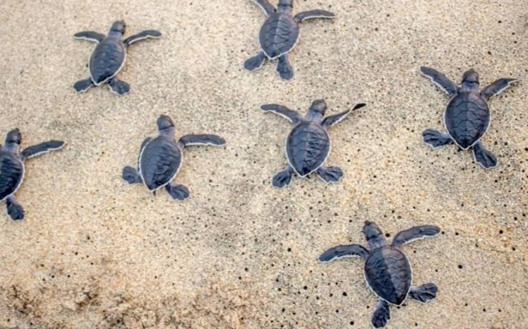 Le tartarughe amano i litorali sardi per deporre le uova: trovate a Tortolì, Quartu e Badesi