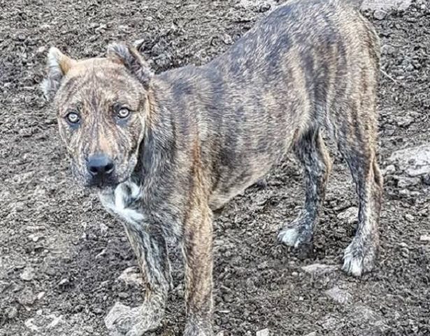 Sardegna, cagnolini con coda e orecchie amputate: denunciato un allevatore