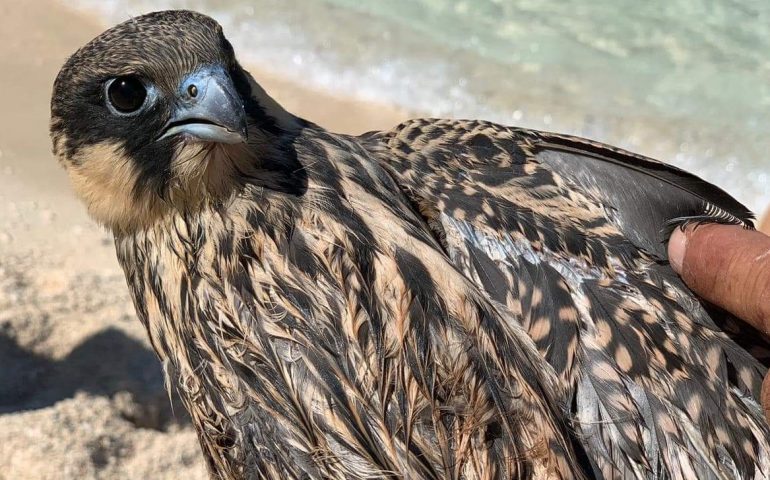 Baunei: salvato un bellissimo esemplare di Falco della Regina a Cala Mariolu