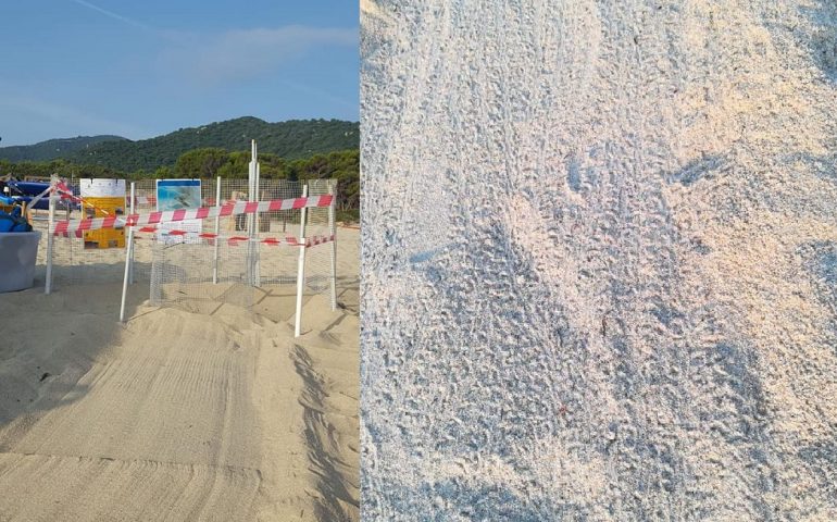 (VIDEO) Cala Sinzias, lieto evento al Tamatete: nella notte nascono 74 piccoli di tartaruga