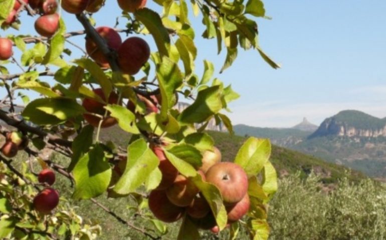 Degustazioni, musica, eventi: Ussassai si prepara per la “Sagra della mela”