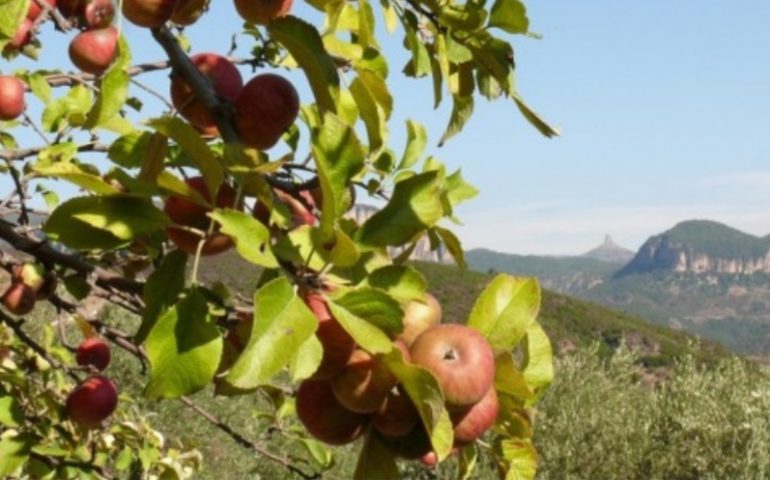 Ussassai si prepara per la 23esima edizione della Sagra della mela