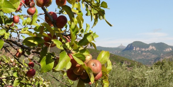 Ussassai, in arrivo un attesissimo appuntamento: tutto pronto per la Sagra della Mela